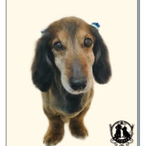 Mダックスフント