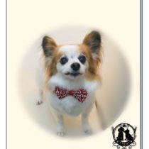 パピヨン×チワワmix