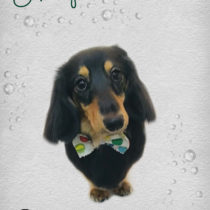 Mダックスフント