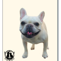 フレンチブルドッグ