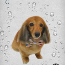 Mダックスフント