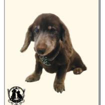 Mダックスフント