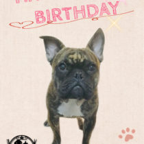 フレンチブルドッグ