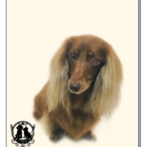 Mダックスフント