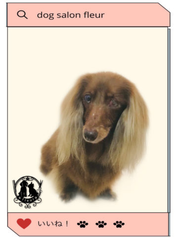 Mダックスフント