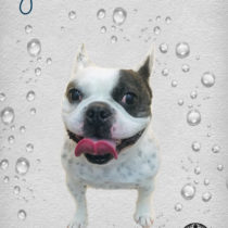 フレンチブルドッグ