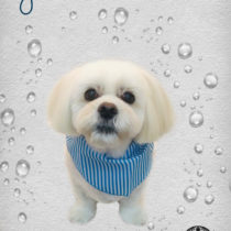 ペキニーズ×ビションフリーゼmix