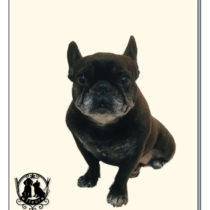 フレンチブルドッグ