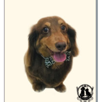 Mダックスフント