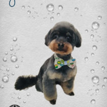 チワワ×トイプードルmix