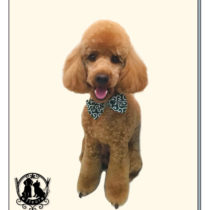 ミニチュアプードル