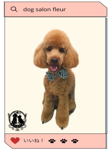 ミニチュアプードル