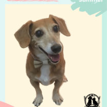 トイプードル×ジャックラッセルテリアMIX