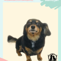 チワワ×MダックスフントMIX