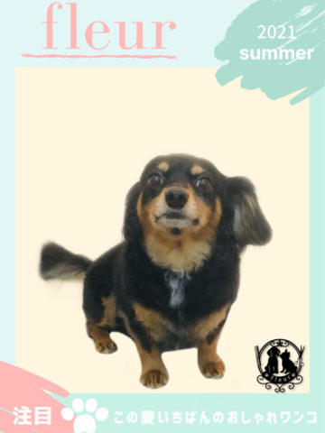 チワワ×MダックスフントMIX