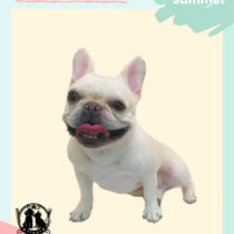 フレンチブルドッグ