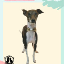 イタリアングレーハウンド