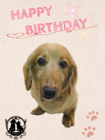 Mダックスフント