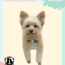 ポメラニアン×トイプードルmix