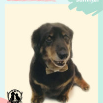 Mダックスフント