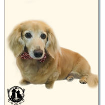 Mダックスフント