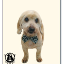 Mダックスフント×トイプードルmix