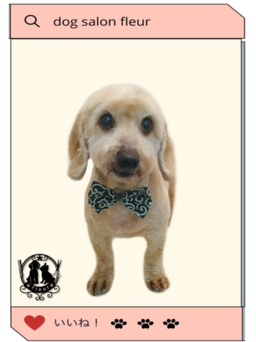 Mダックスフント×トイプードルmix