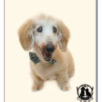 Mダックスフント