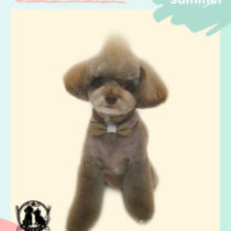 チワワ×トイプードルmix