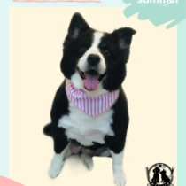 ボーダーコリー