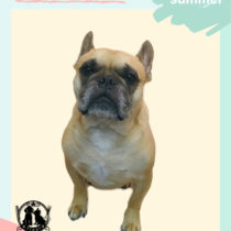 フレンチブルドッグ