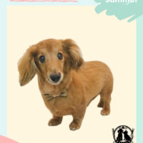 Mダックスフント