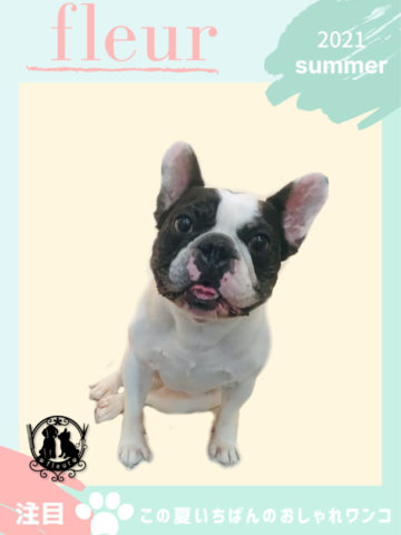 フレンチブルドッグ