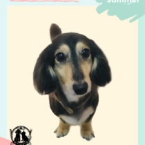 Mダックスフント