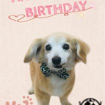 チワワ×Mダックスフントmix