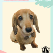 Mダックスフント