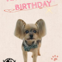 ヨークシャテリア