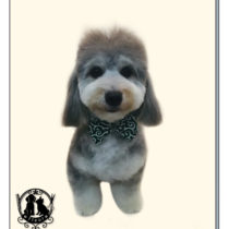 マルチーズ×Mダックスフント