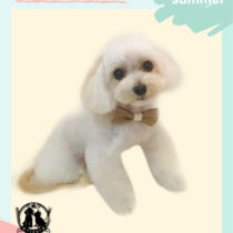 マルチーズ×トイプードルmix