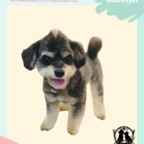 チワワ×トイプードルmix