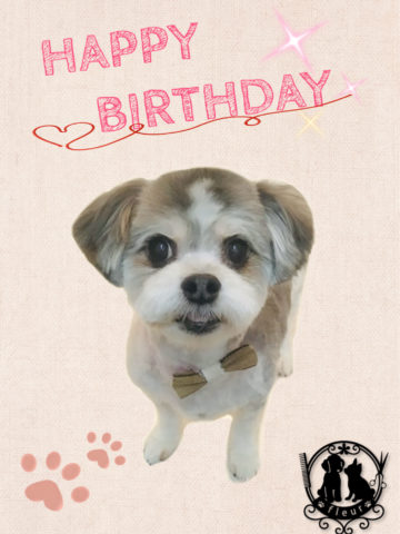 マルチーズ×チワワmix