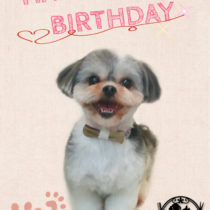 シーズー×マルチーズmix