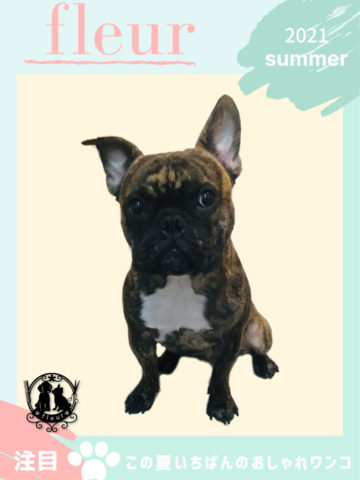 フレンチブルドッグ