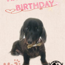 Mダックスフント