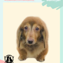 Mダックスフント