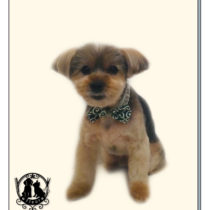 ヨークシャテリア