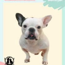 フレンチブルドッグ