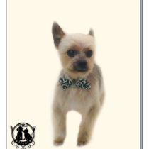 ヨークシャテリア