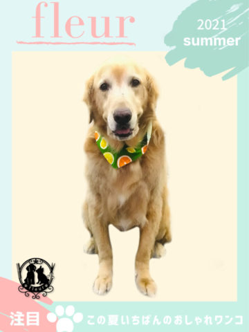 ゴールデンレトリバー