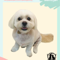 ペキニーズ×ビションフリーゼmix